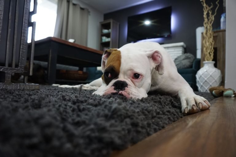 dog laying down on area rug